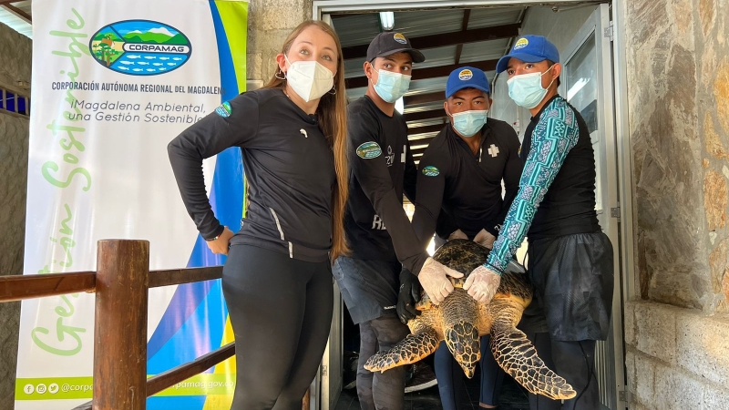 CORPAMAG rehabilita tortuga carey rescatada por pescador de Tasajera